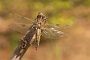 IMG_050v