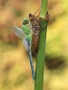 IMG_051v