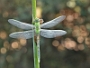 IMG_052v