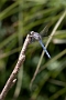 IMG_053v
