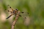 IMG_057v
