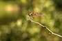 IMG_058v