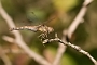 IMG_059v