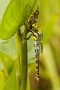 IMG_063v