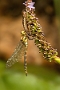 IMG_064v