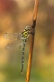 IMG_066v