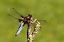 IMG_067v