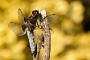IMG_068v
