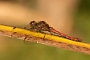 IMG_070v