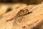 IMG_072v