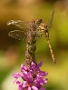 IMG_073v