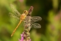IMG_074v