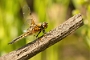 IMG_076v