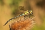 IMG_079v
