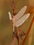 IMG_080v