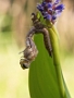 IMG_083v
