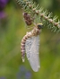 IMG_084v