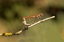 IMG_085v